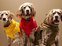 Best Dog Hoodies for Winter – Keep Your Pet Warm