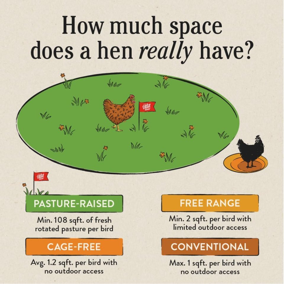 Organic Pasture Raised Eggs | Farm Fresh Organic Eggs for Healthy Daily Nutrition